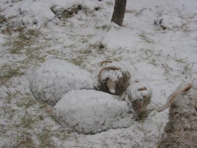 Goats: It's Cold Out There Image